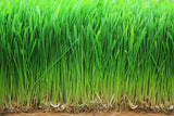 Food to Live preparación rápida con polvo de trigo germinado para jugos o smoothies