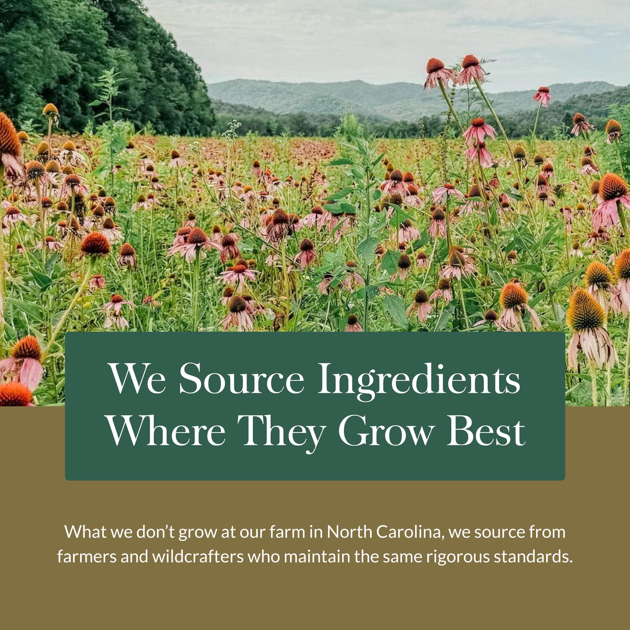 Compromiso de Gaia Herbs con vida activa y prácticas sostenibles.