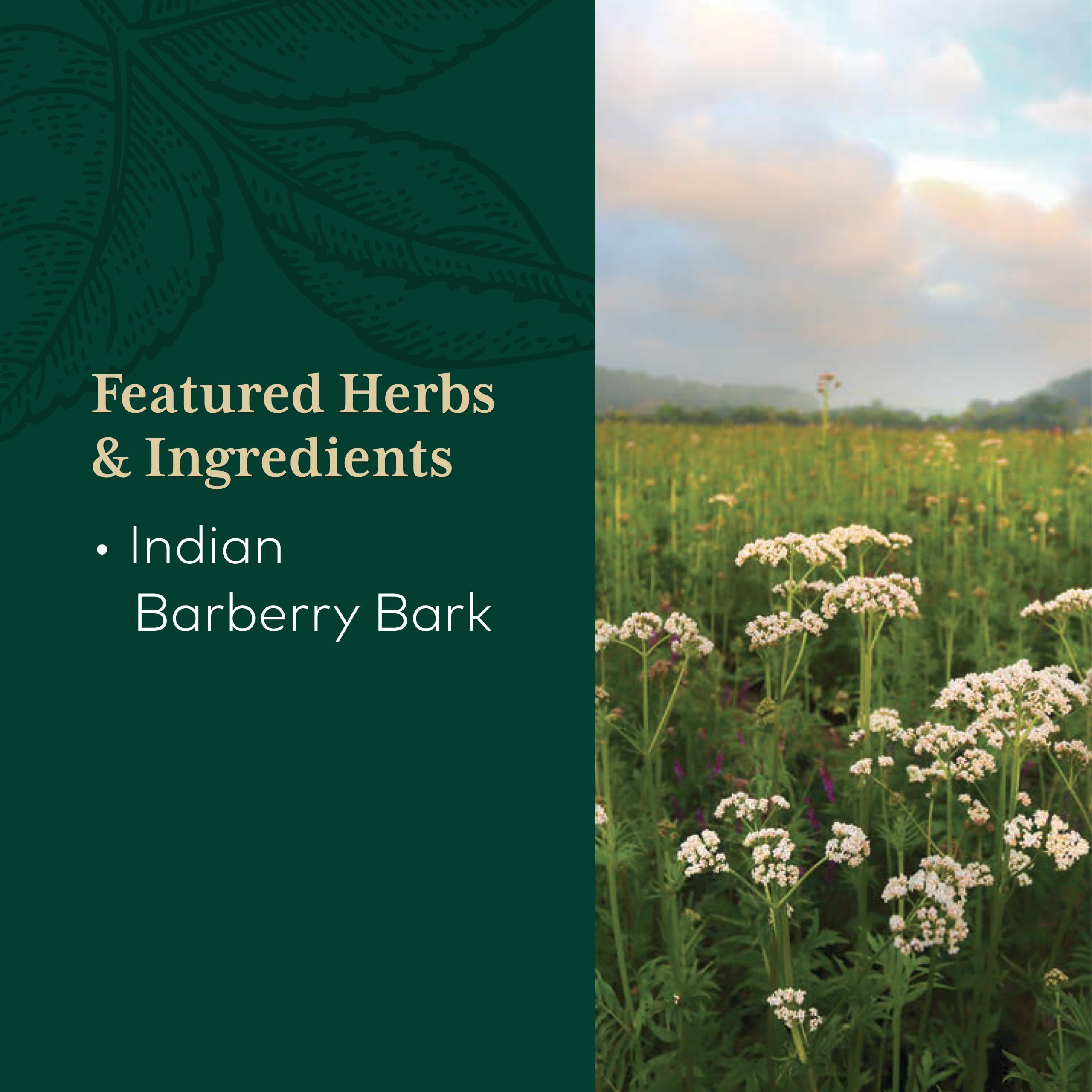 GAIA HERBS PRO Berberina Metabólica, etiqueta clara con dosis diaria recomendada.