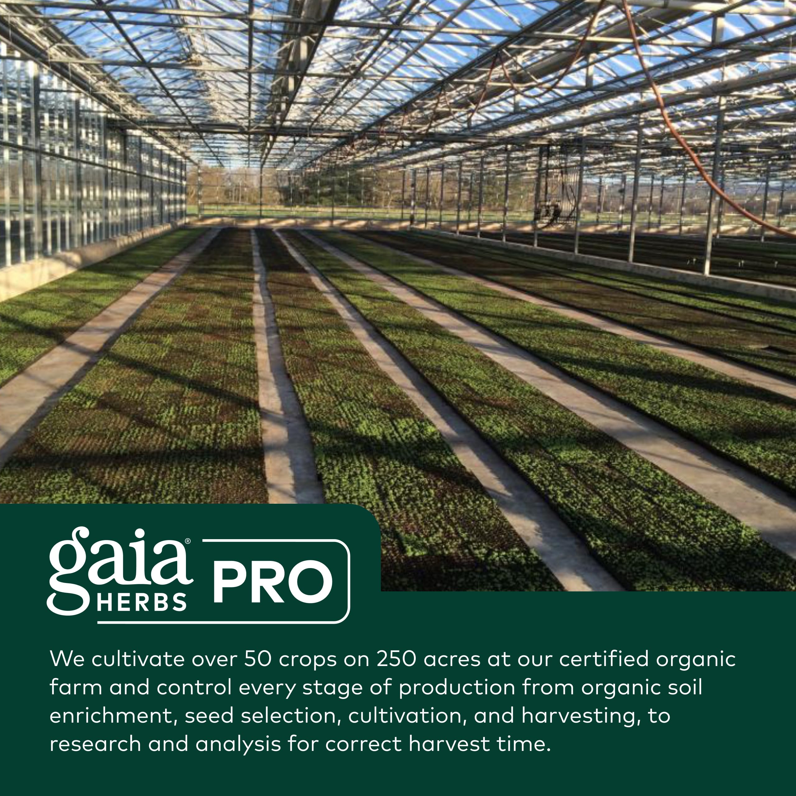 GAIA HERBS PRO Berberina Metabólica, fórmula basada en berberina de agracejo indio.