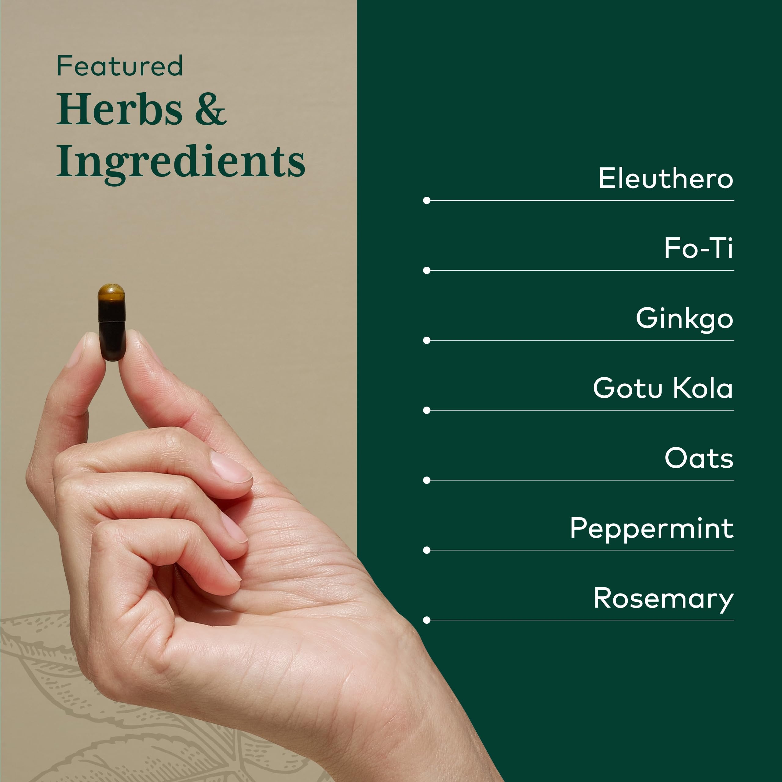 GAIA Herbs PRO Cognitiva: fo-ti raíz en primer plano para apoyar el enfoque herbal.
