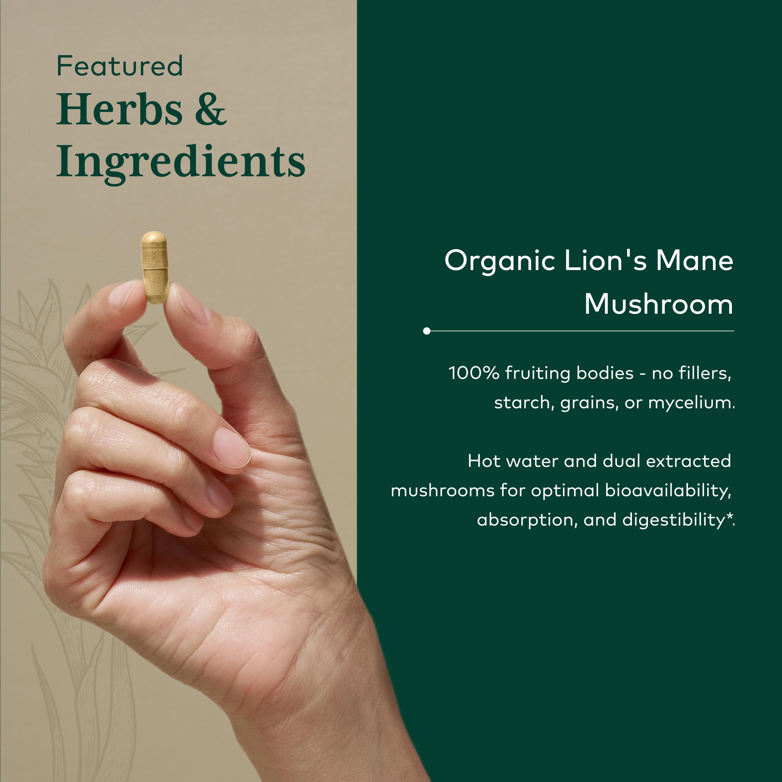 Gaia Herbs PRO proceso de secado: hongo melena de león en su forma activa.