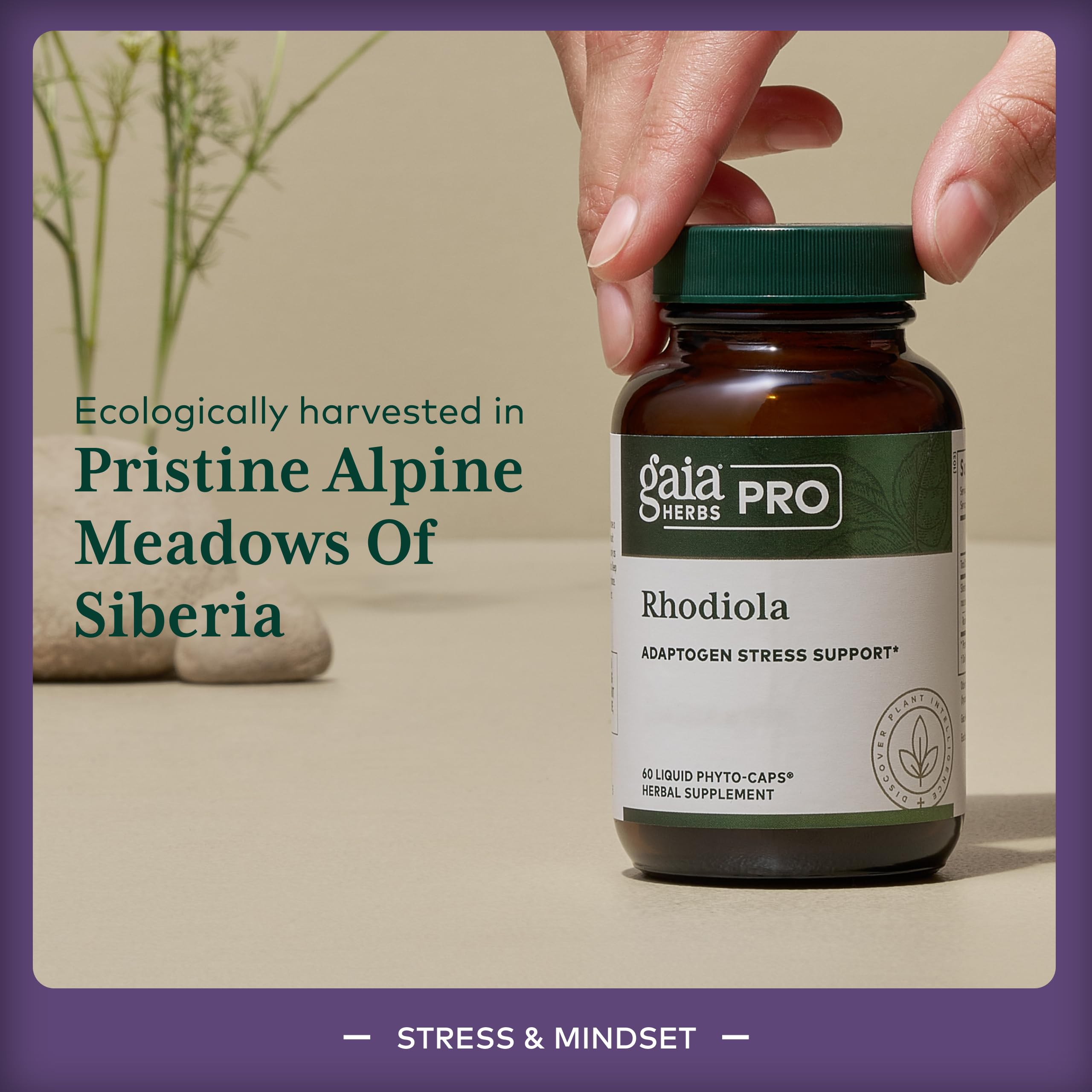 Gaia Herbs PRO Rhodiola, etiqueta: extracto de raíz para equilibrio dinámico