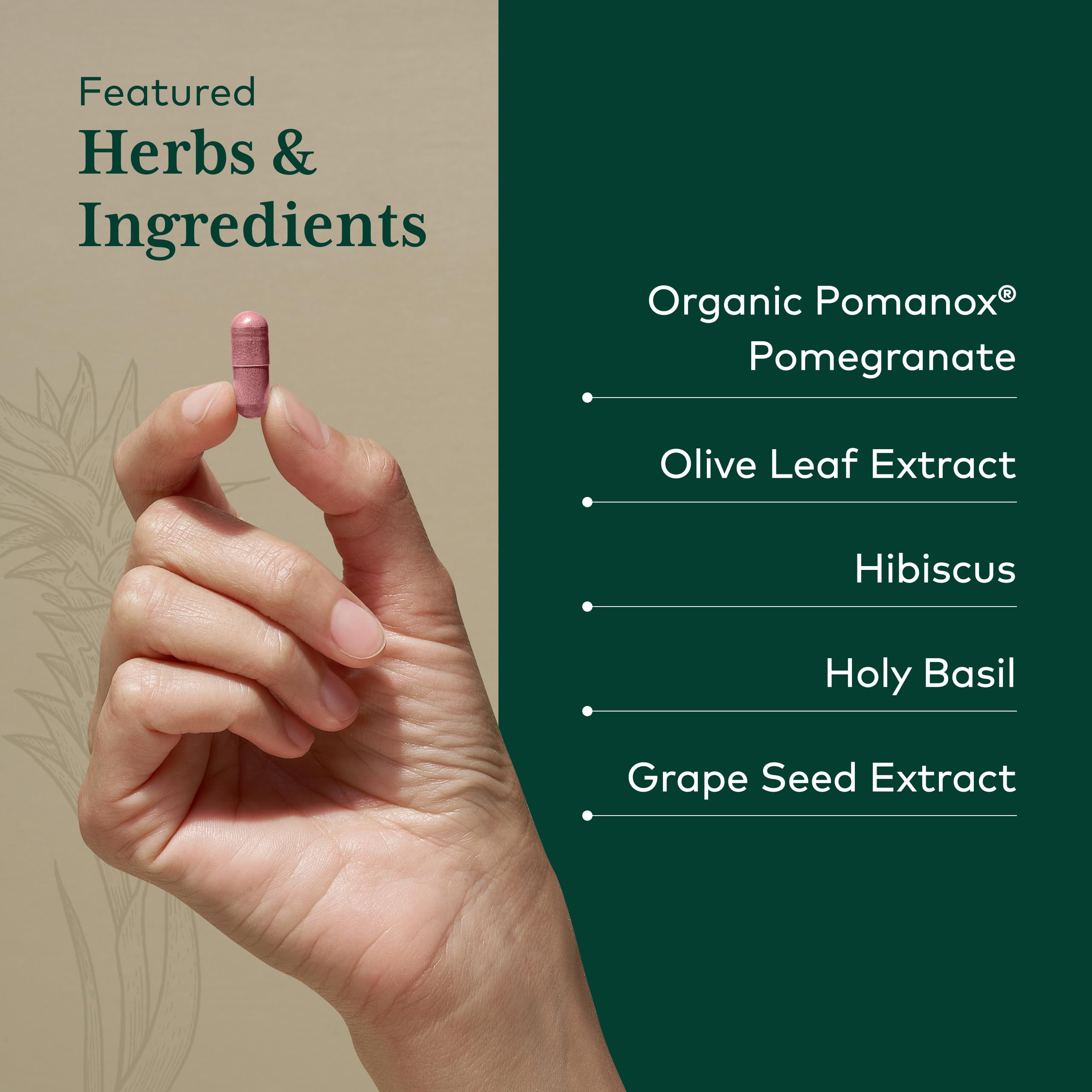 Gaia Herbs PRO Complejo Sistólico, detalle de dosis diarias sugeridas.