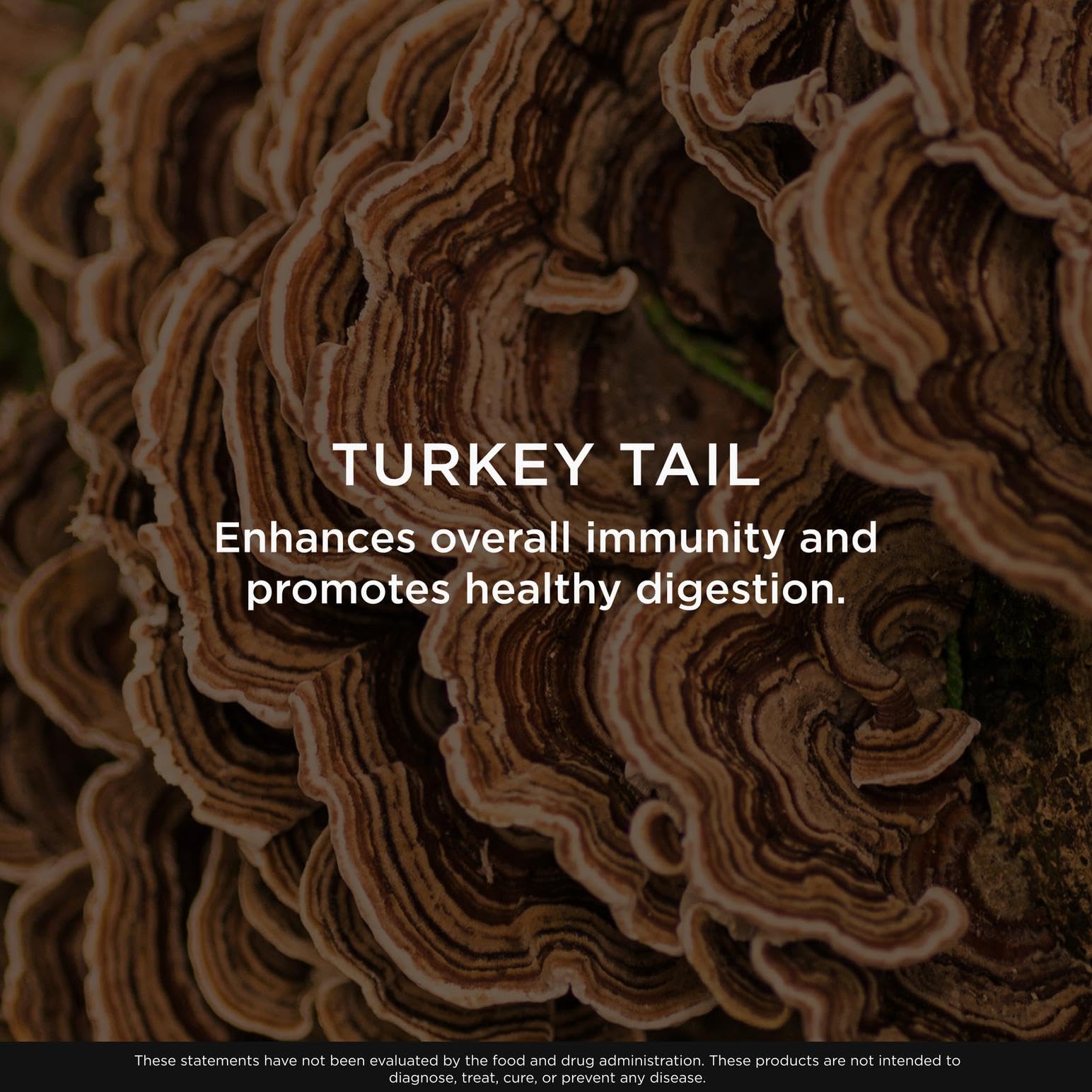 Origen natural y cultivo orgánico de Genius Turkey Tail en fondo verde.