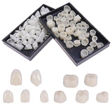 Geodurn empaque del kit dental temporal, práctico para proyectos educativos