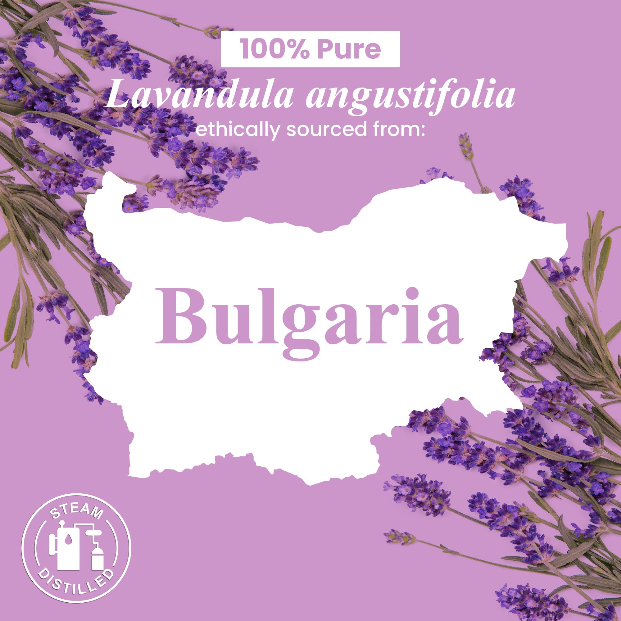 Regalo de lavanda Handcraft Blends en estuche elegante.