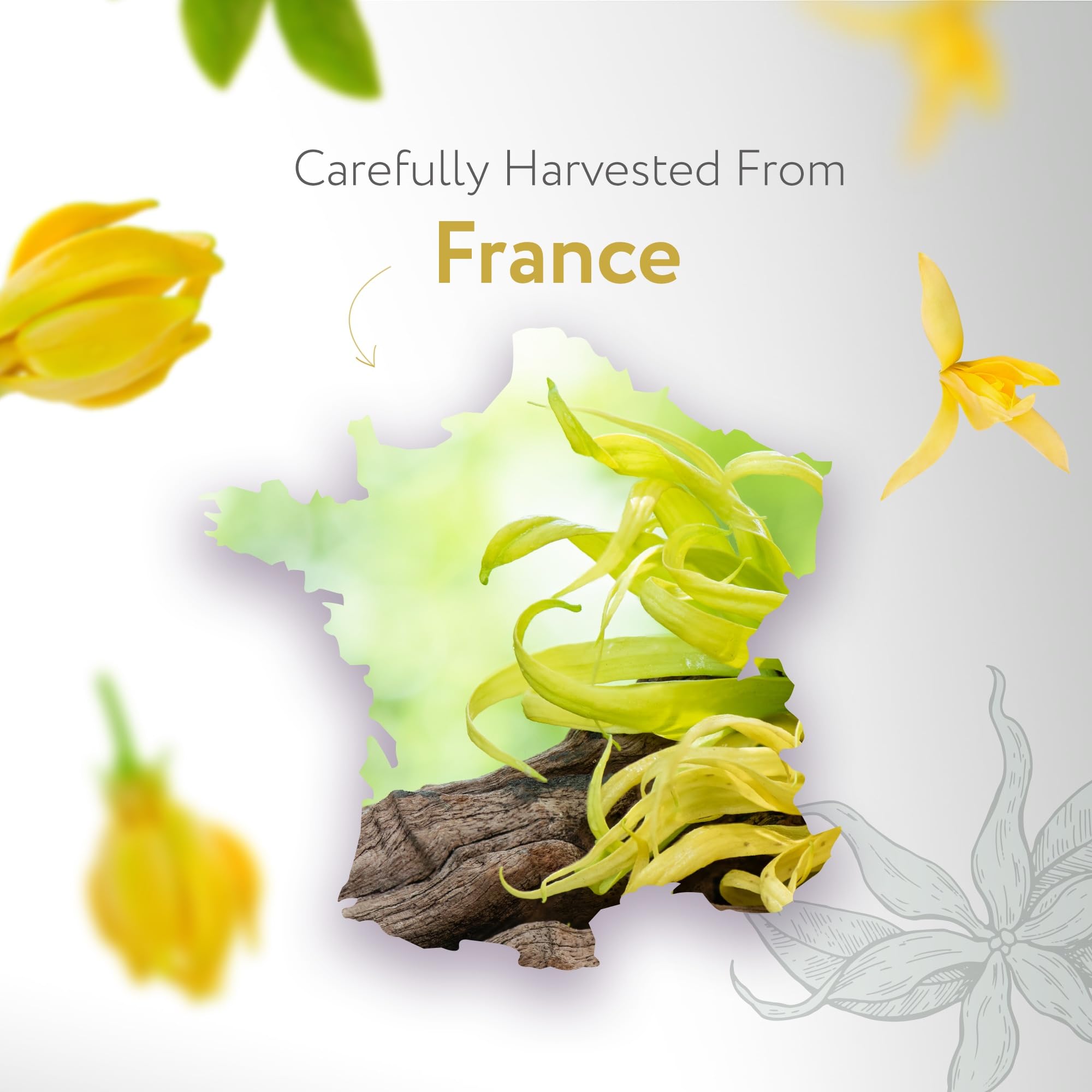 HBNO Aceite esencial Ylang Ylang, difusor con aroma floral suave y versátil.