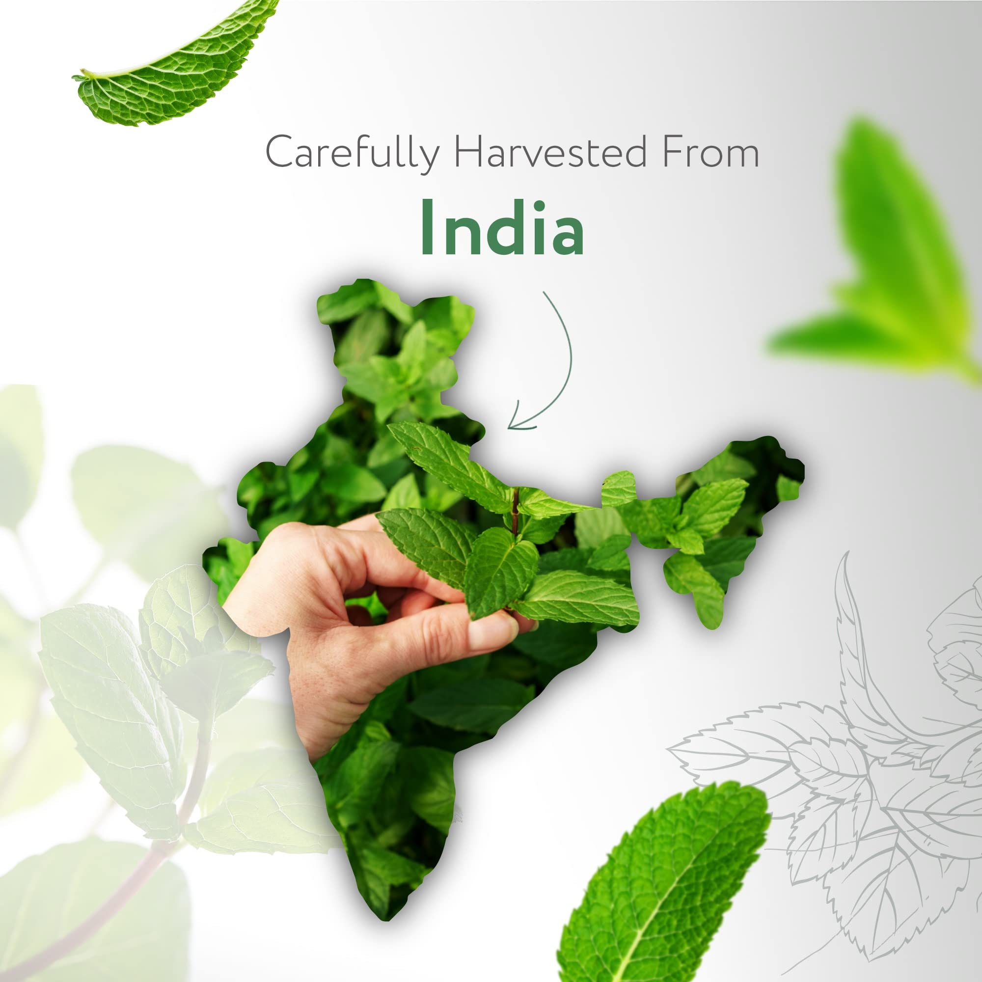 HBNO menta hojas-menta: aroma vigorizante para piel y sentidos.