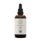 HerbEra tintura de eucalipto con hojas secas, aroma natural para aromaterapia suave.