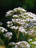 Herb Pharm Valeriana: recomendado por la marca líder en extractos.