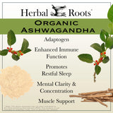 Cápsulas Herbal Roots en mano, uso diario recomendado