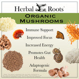Herbal Roots Frutos frutificantes: cuerpo fructificante para bienestar diario.