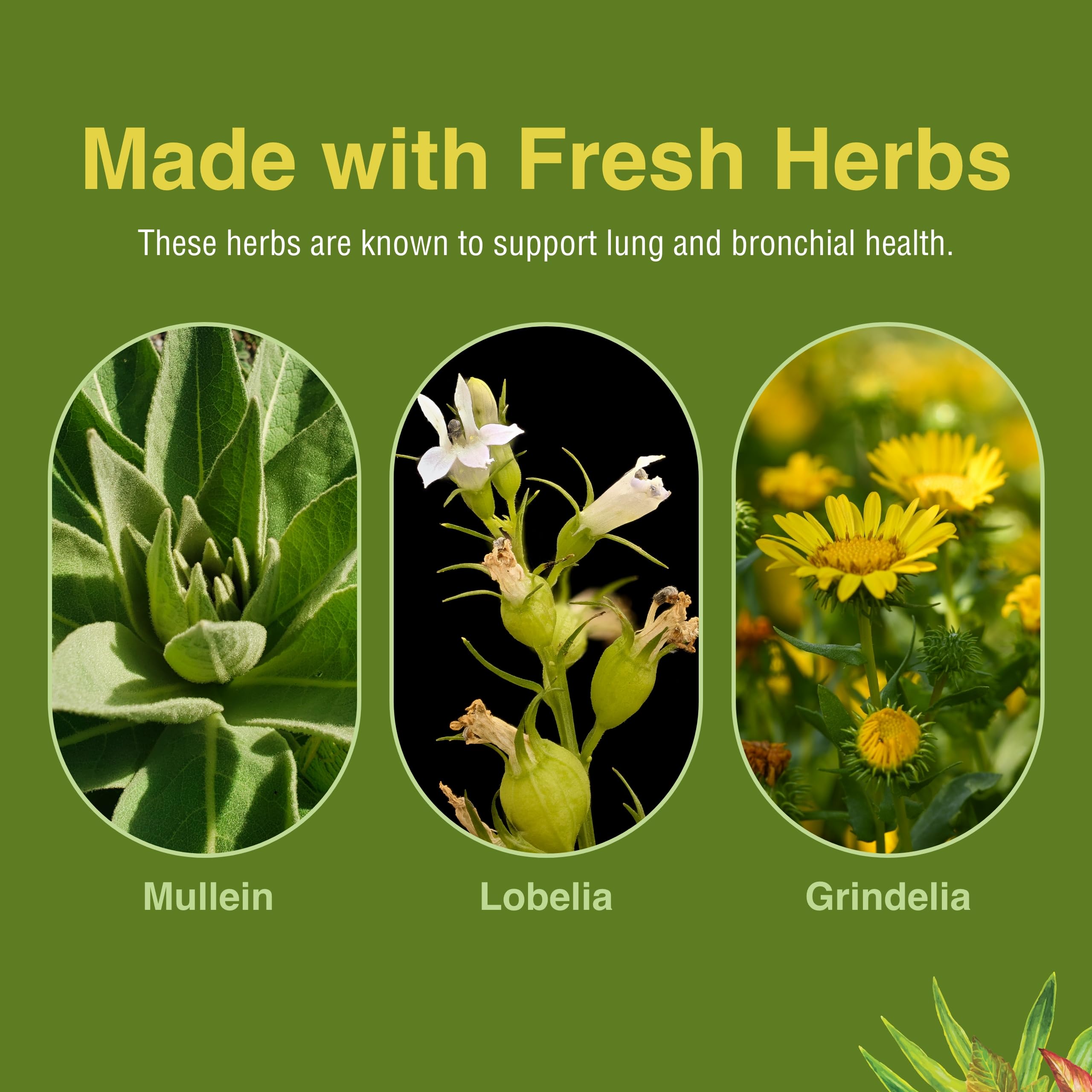 Cápsulas suaves de Herbs Etc. Lung Tonic listas para tomar