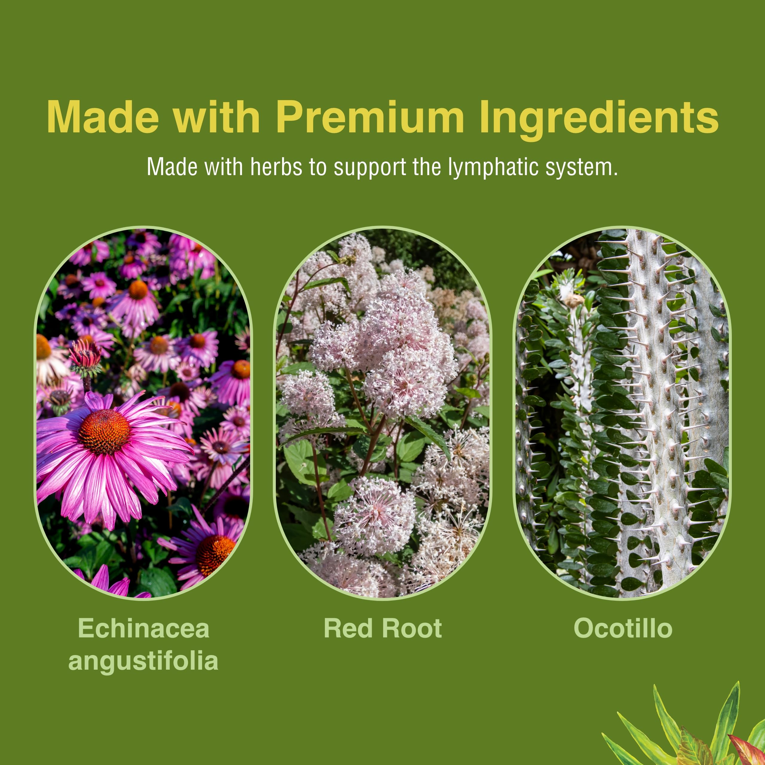 Herbs Etc. Lymphatonic dosis diarias en vaso mostrando uso