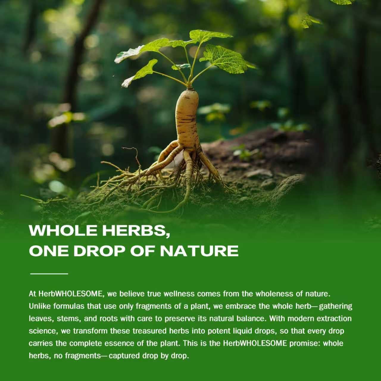 Imagen de la mezcla de plantas enteras utilizadas en HerbWHOLESOME.