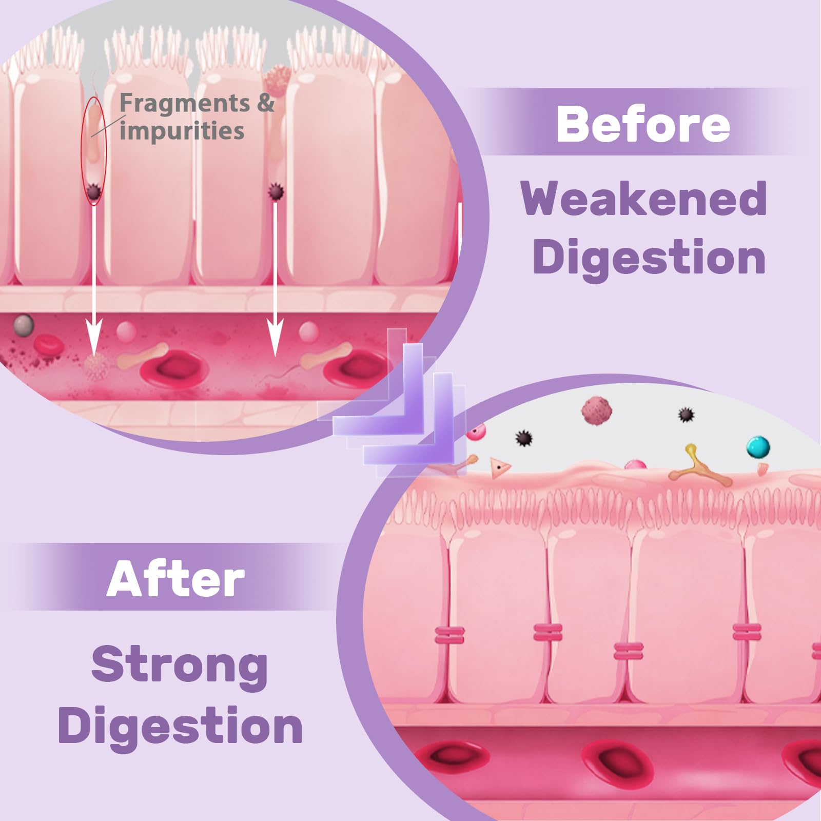 Hesperilyntis Liposomal DGL, formato líquido, aplicación sublingual rápida y conveniente.