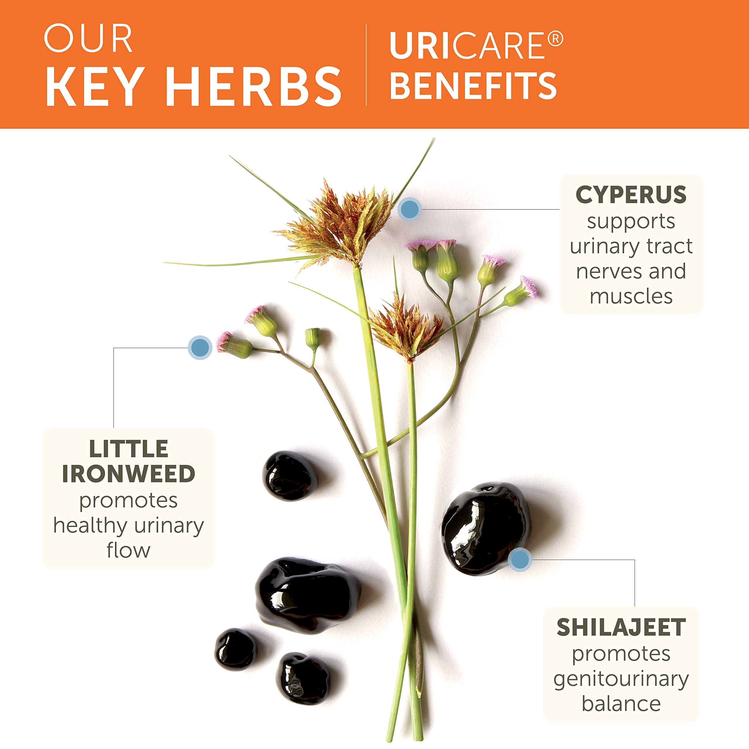 UriCare Himalaya: ingredientes ayurveda para equilibrio del tracto urinario