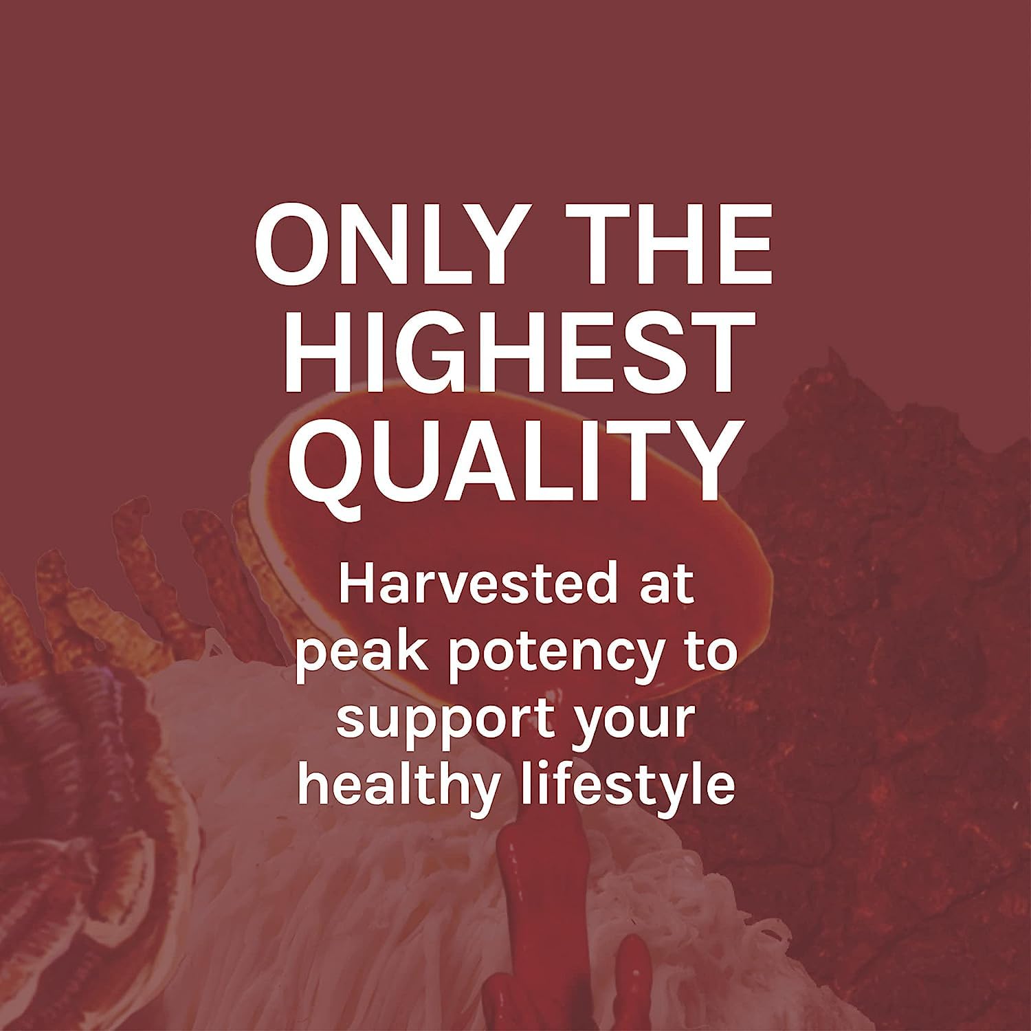 Host Defense Reishi Extract, empaque sostenible y responsable con el ambiente.