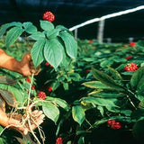 Hsu's American Ginseng, sin aditivos, puro y natural para tus preparaciones.