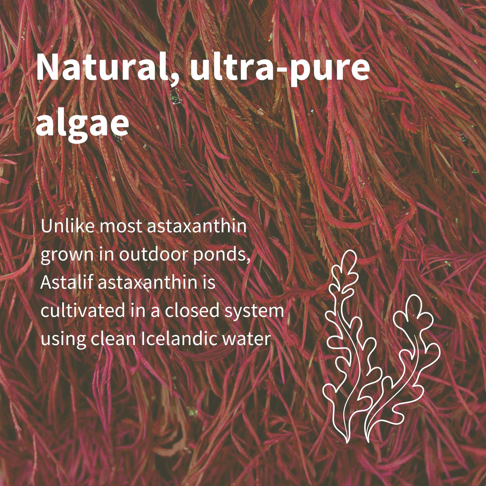 Igennus Microalga pura en cápsula suave: ingrediente activo de alta pureza.