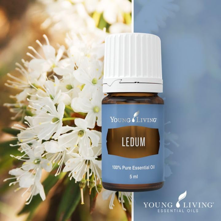 Ledum Premium: difusión de aromaterapia para claridad.