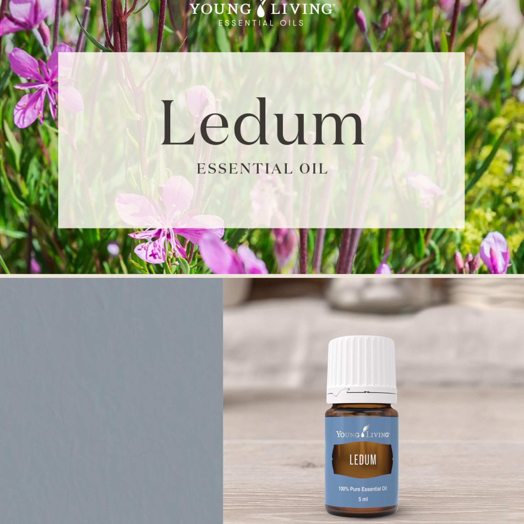 Ledum Premium: difusor ambientando espacios para la concentración.
