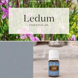 Ledum Premium: difusor ambientando espacios para la concentración.