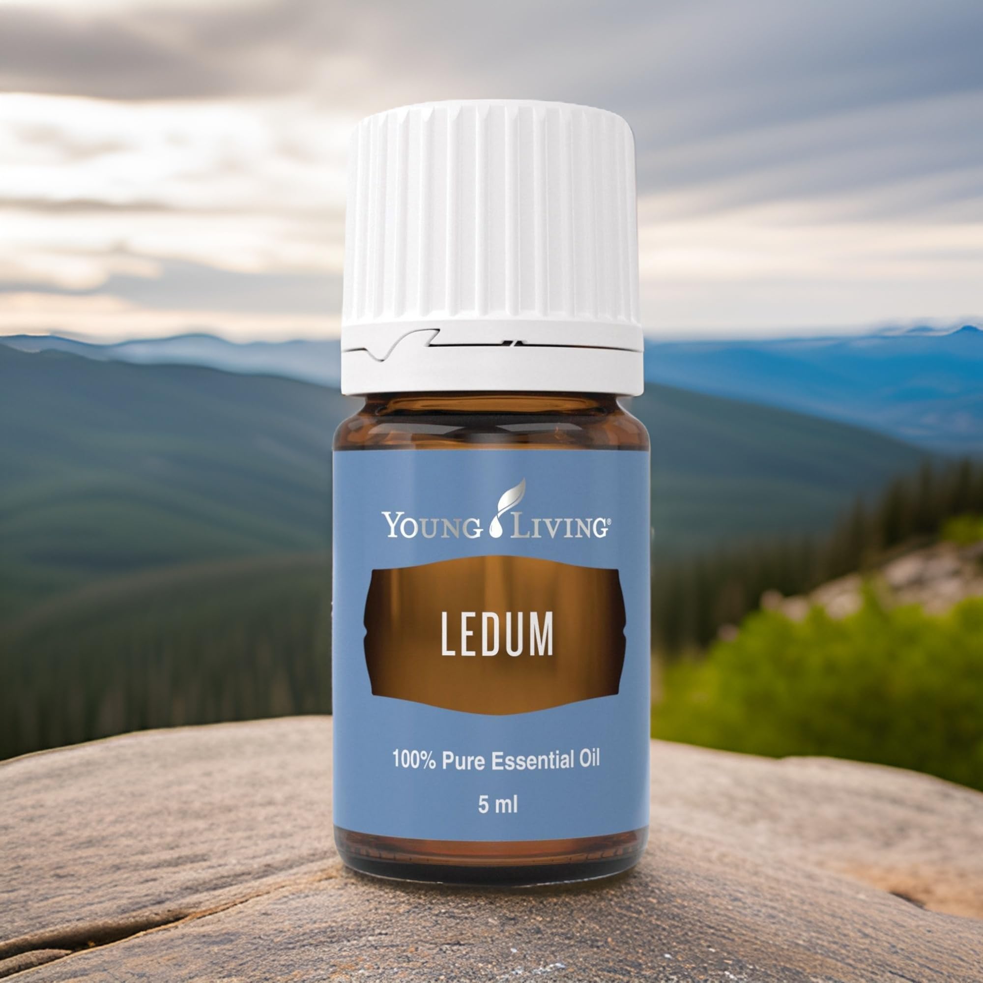 Ledum Premium: masaje relajante con aceite para bienestar.
