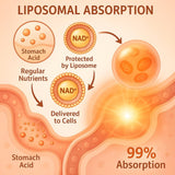 Envase de LIGUSTERI NAD liposomal, empaque claro y premium.