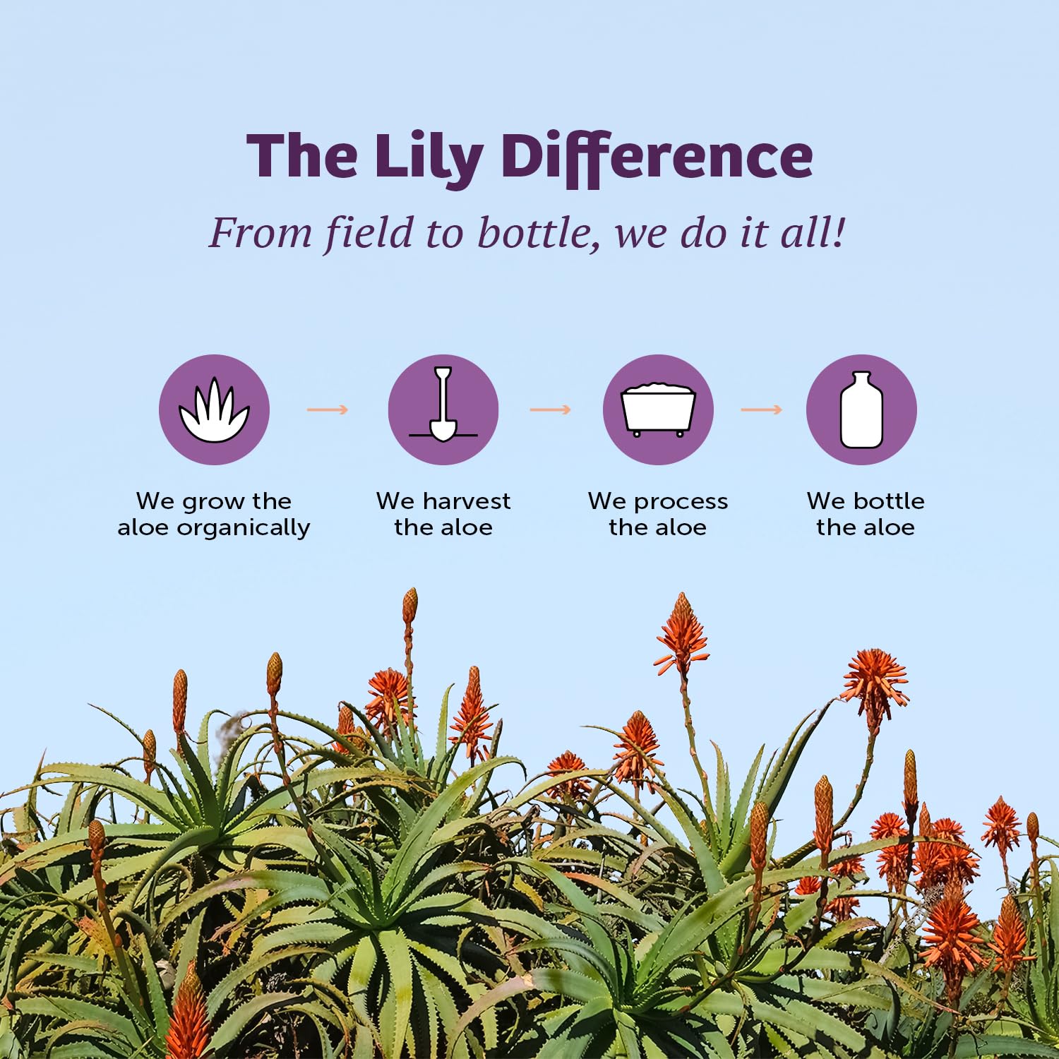 Lily Of The Desert Aloe Vera Gel, cultivo propio en USA, pureza asegurada.