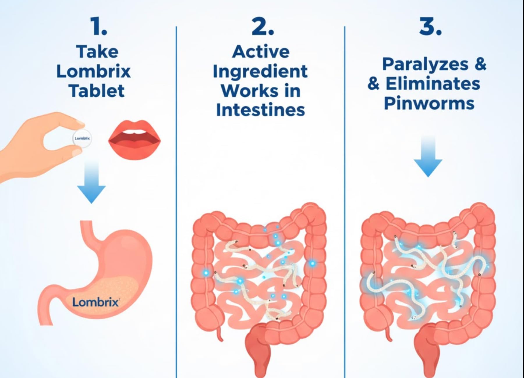 Lombrix presentación portátil para llevar y usar en casa o viaje.
