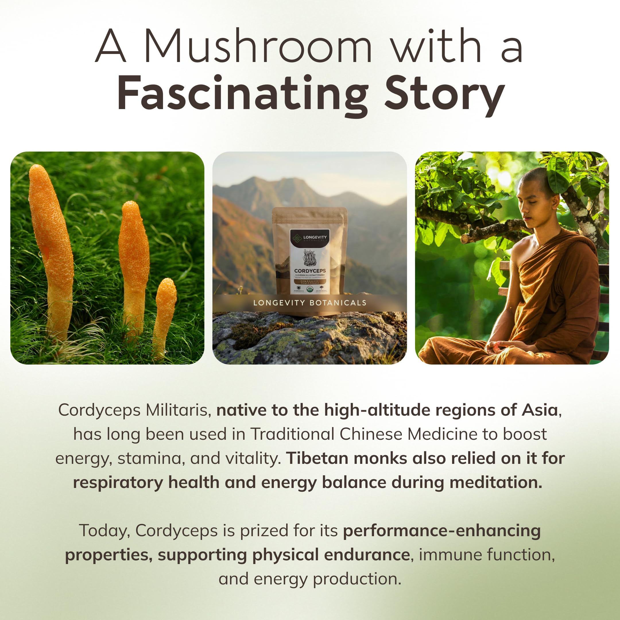 Cordyceps militaris en cuerpo fructificante en producto Longevity Botanicals