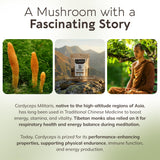 Cordyceps militaris en cuerpo fructificante en producto Longevity Botanicals