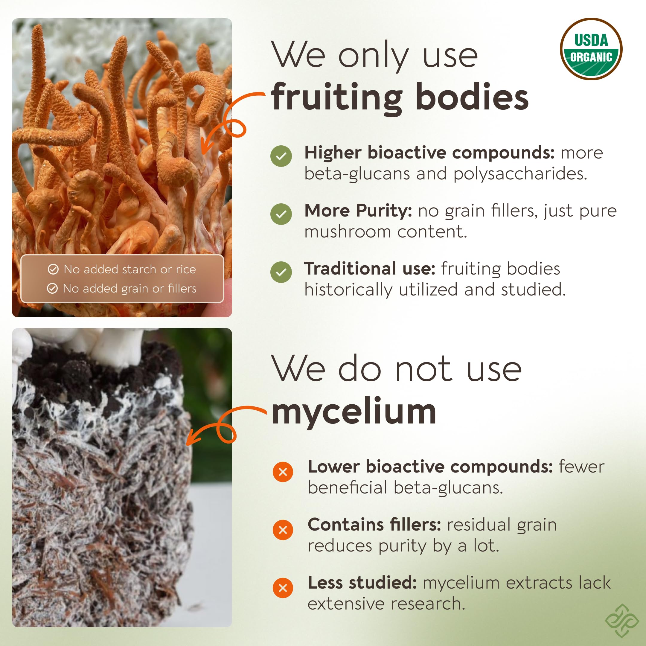 Cuchara medidora de Cordyceps Longevity Botanicals para dosis diarias