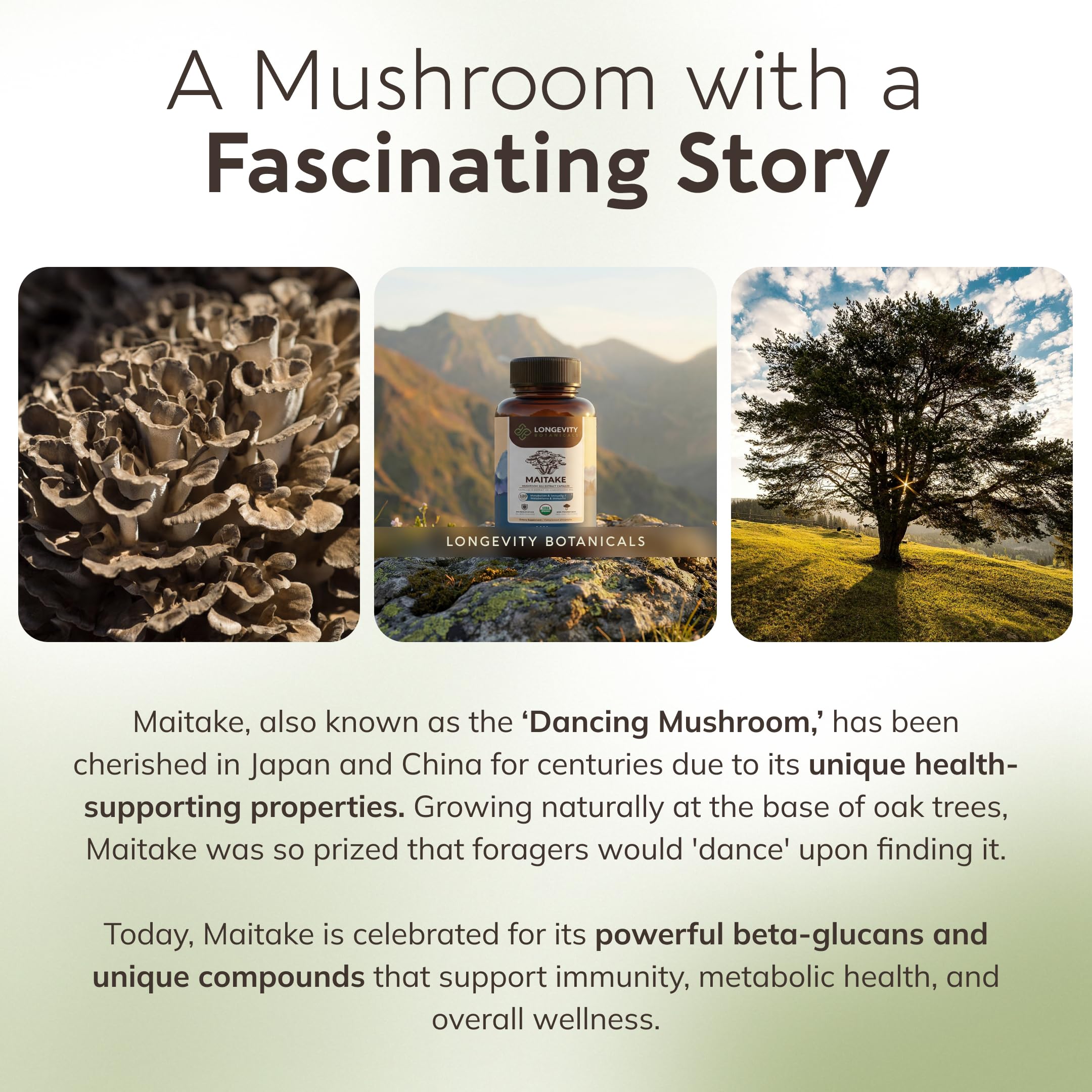 Longevity Botanicals Maitake: sello orgánico destacado en el envase