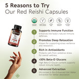 Longevity Botanicals Reishi cápsulas con agua para ingerir.
