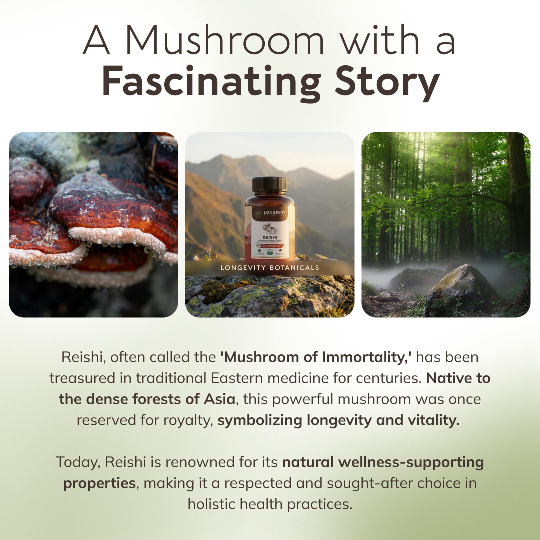Longevity Botanicals Reishi ingredientes destacan extracto 10:1.