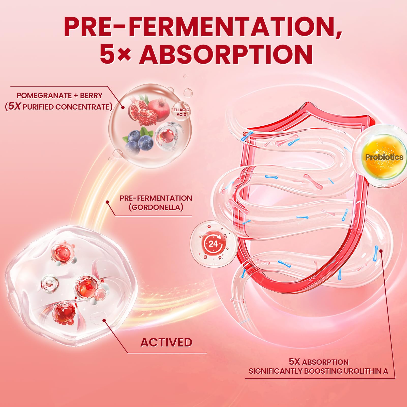 Proceso de fermentación de Lukaree Urolitina A+ Plus para absorción eficiente