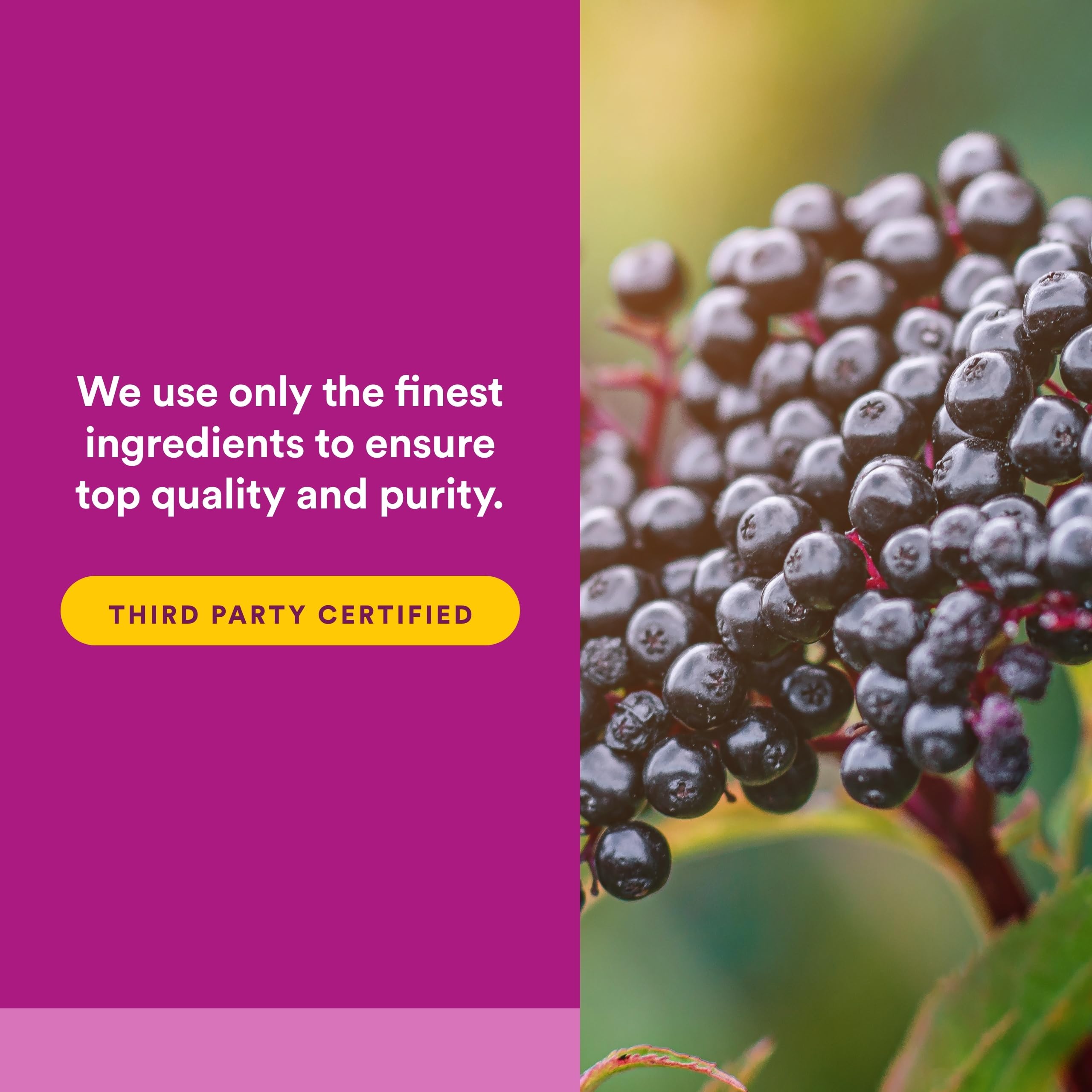 Natural Factors Sambucus: extracción con agua limpia preservando compuestos