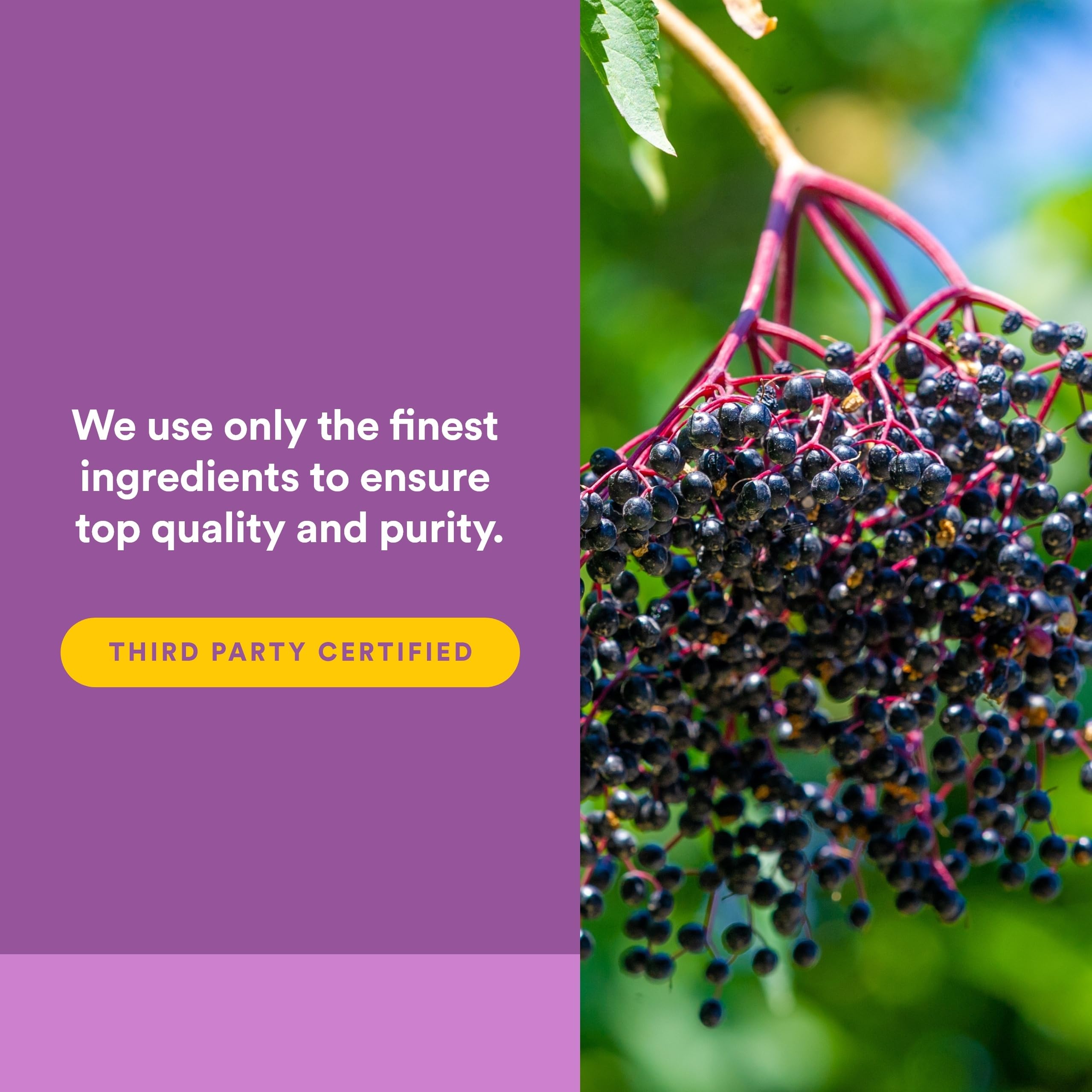 Natural Factors Sambucus extracto sauco europeo: concentrado estable