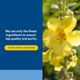 Natural Factors bromelina: complemento natural para el apoyo diario de la respiración.
