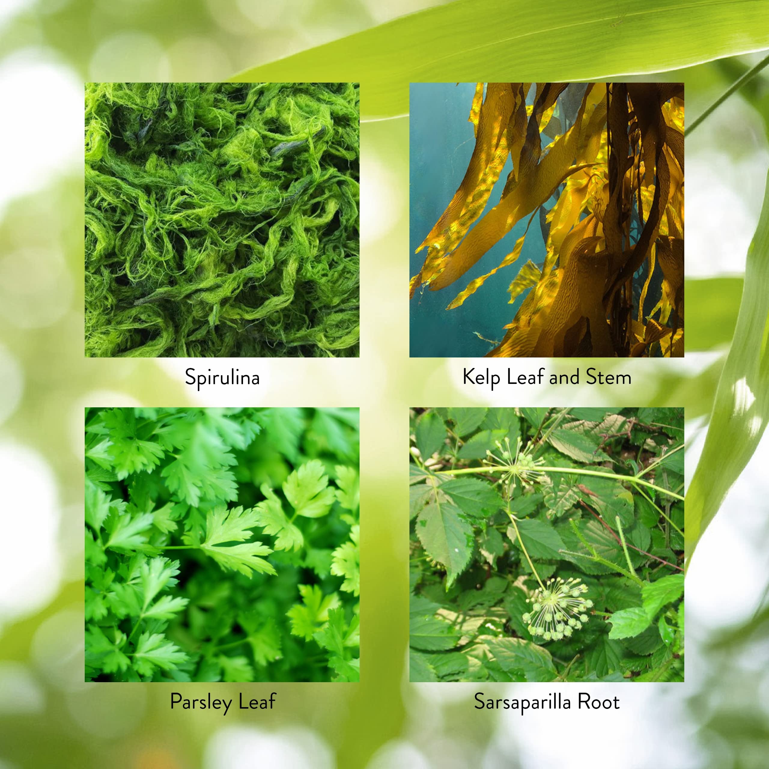 Nature's Sunshine Activador de Tiroides, lista de ingredientes visibles.