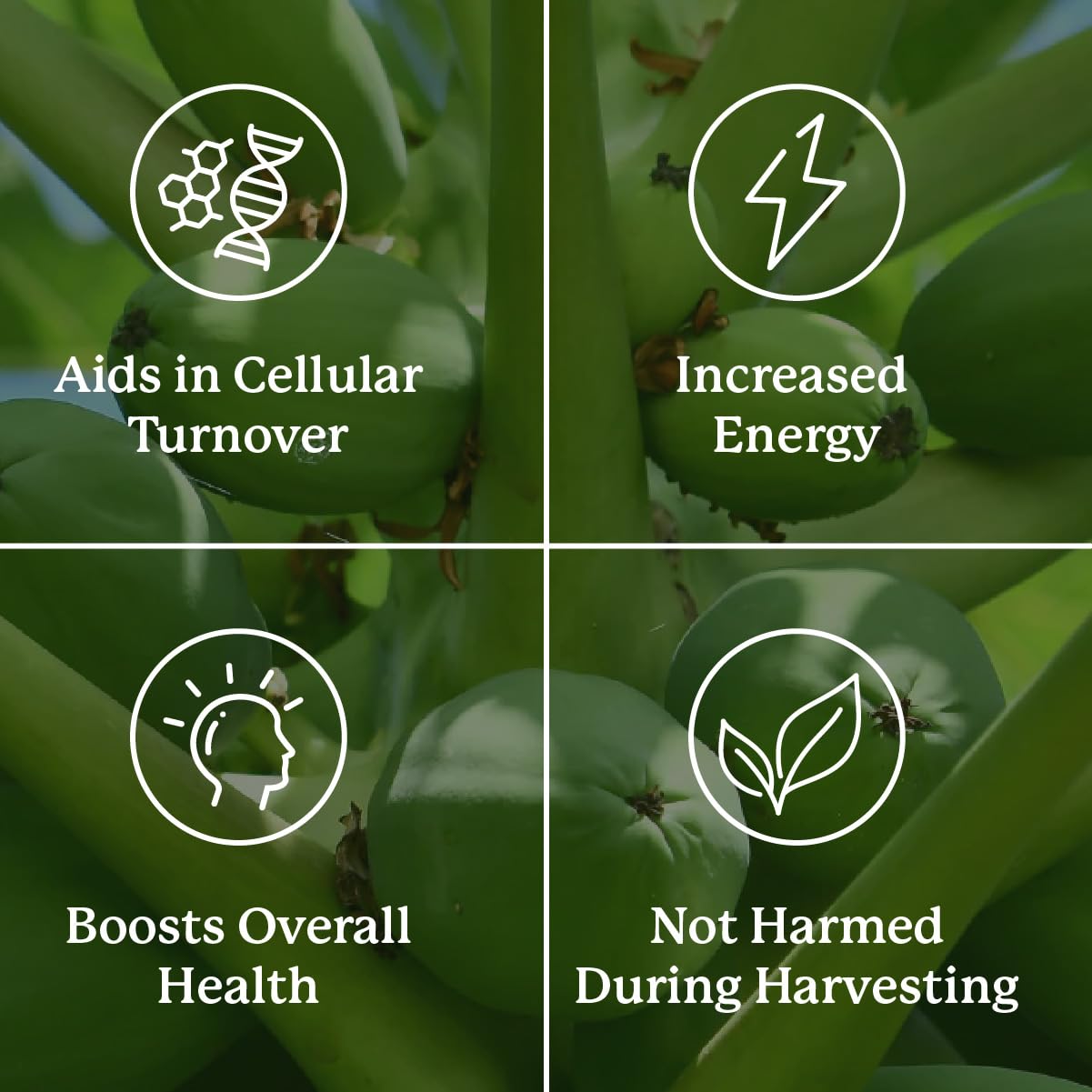 Nature's Sunshine Paw Paw Cell-Reg presentación caja: packaging sostenible
