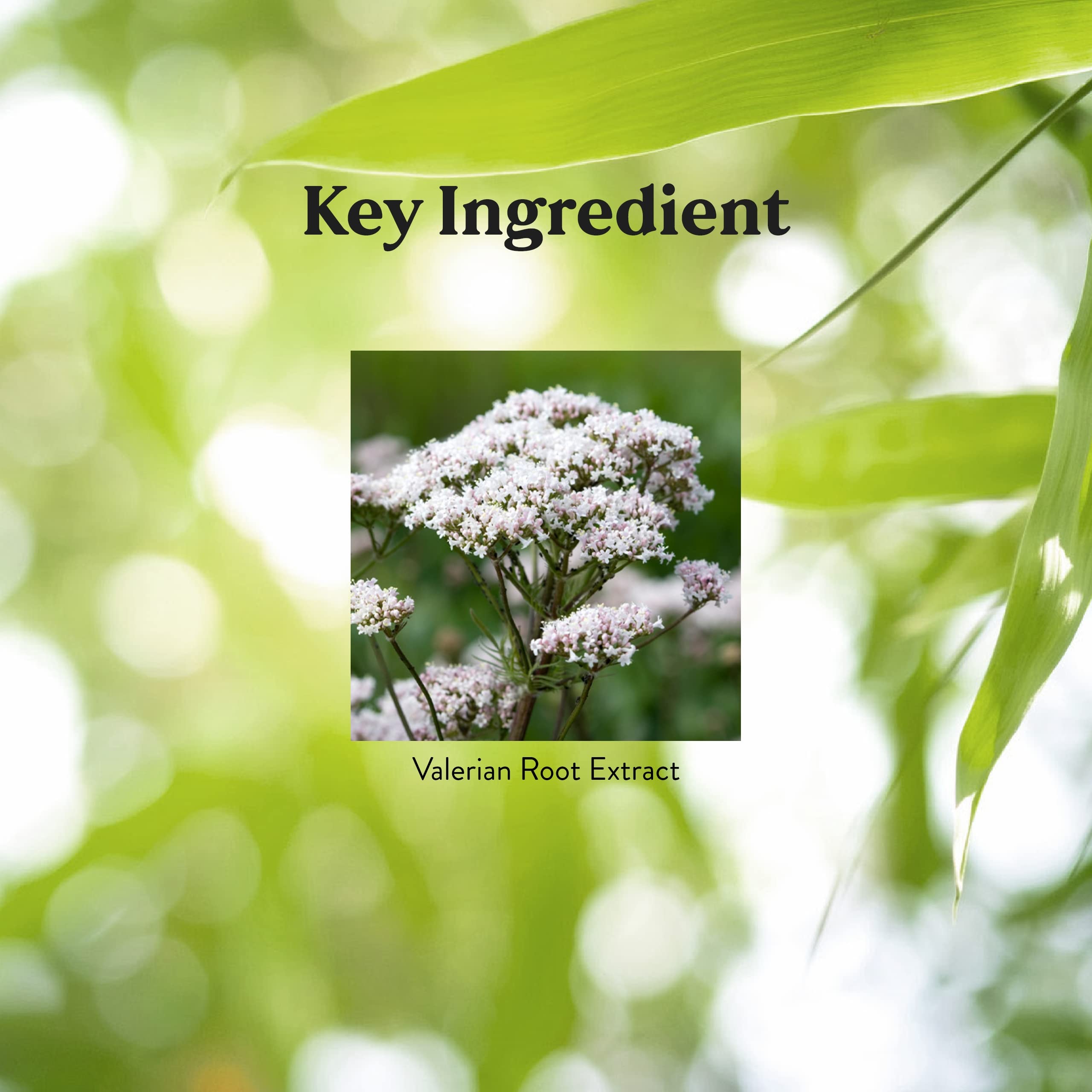 Nature's Sunshine Valerian Root: ingesta fácil para ayuda nocturna.
