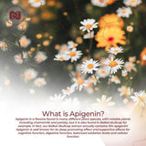 Nootropics Depot Apigenin cápsulas vertido: dosis consistente para uso diario.