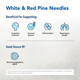 Hojas de pino y agujas en Pine Power Plus, aroma terroso y fresco.