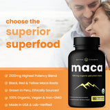 NutraChamps Maca Orgánica polvo en cuchara para batidos y textura suave