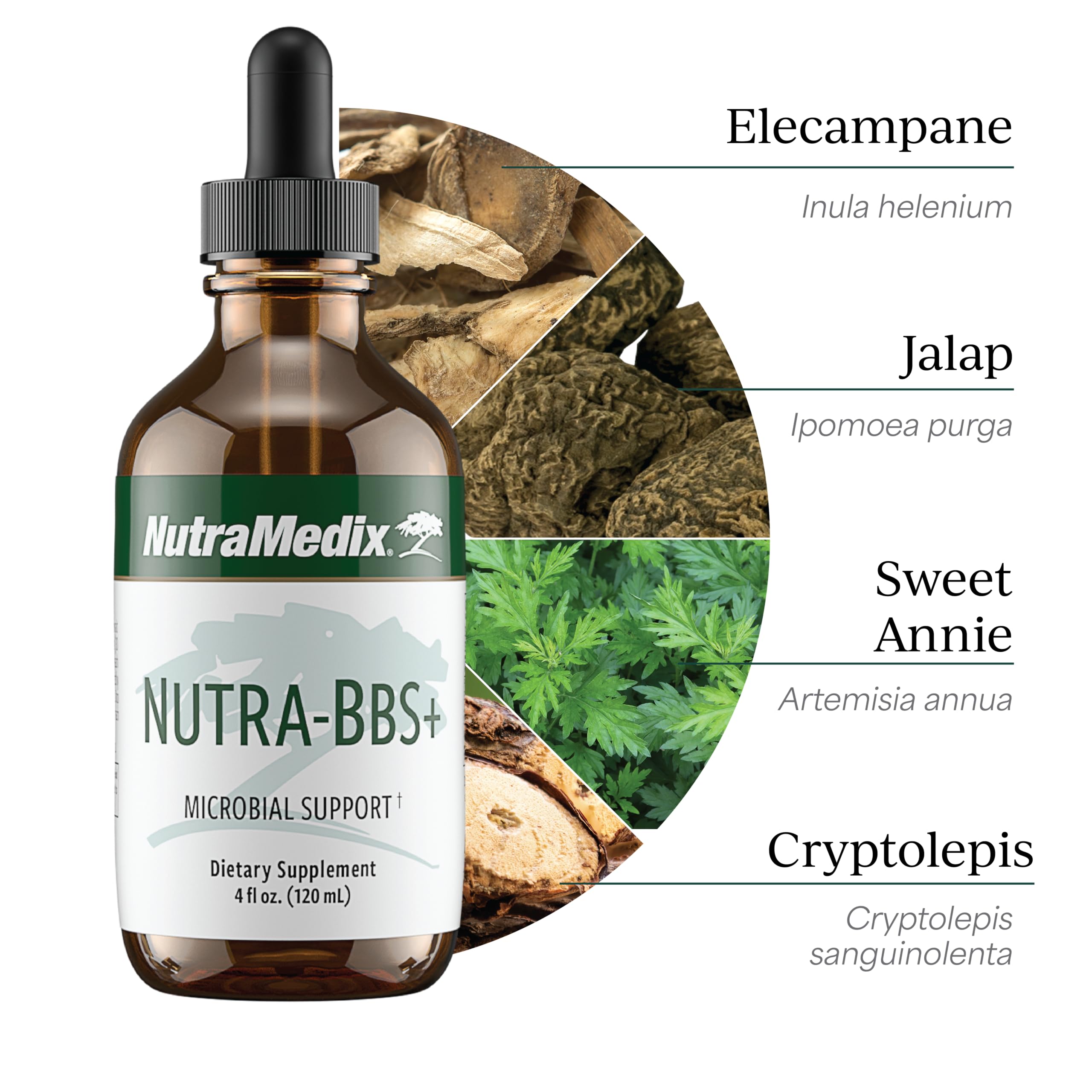 Artemisia annua de Nutra-BBS+ para uso herbal cotidiano.