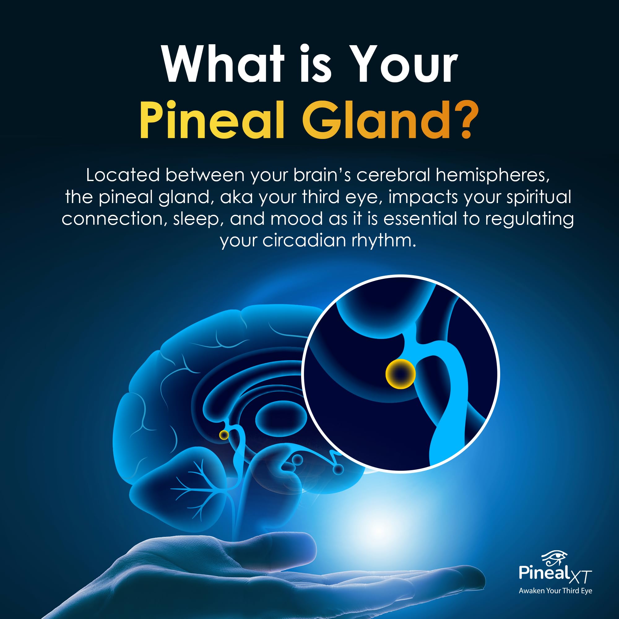 Nutraville Pineal XT Gold etiqueta detalle con ingredientes potentes